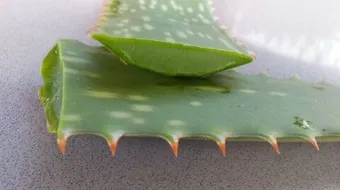 كيفية وضع الصبار للشعر