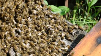 كيفية تربية النحل