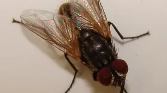 كيف تتنفس الذبابة