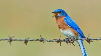 كيف تتنفس الطيور