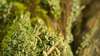 كيف تتنفس الفطريات والحزازيات