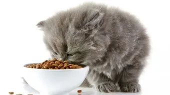 طريقة تربية القطط