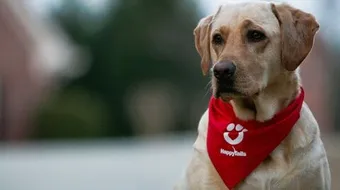 كيفية تربية الكلاب