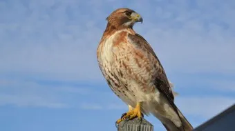 كيفية تربية الصقور