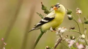 كيفية تربية طائر الحسون