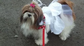 كيفية تربية الكلاب الصغيرة