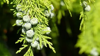 كيفية العناية بشجرة السرو