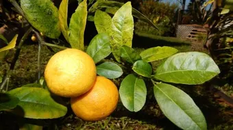 كيف نعتني بشجرة الليمون