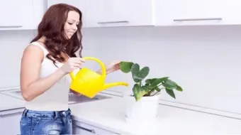 كيفية العناية بالنباتات