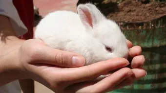 كيفية رعاية صغار الأرانب