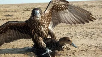 كيفية صيد الصقور