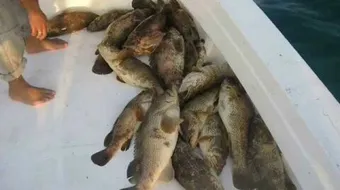 طريقة صيد سمك الهامور