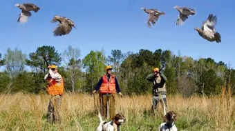 كيفية صيد العصافير