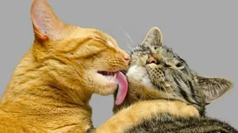 كيف تنظف القطط نفسها