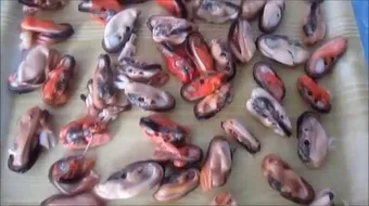 طريقة تنظيف بلح البحر