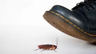 كيفية مكافحة الصراصير المنزلية