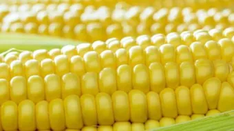 كيف تطبخ الذرة