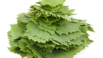 طريقة طبخ ورق العنب الطازج