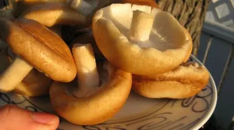 كيفية طهي الفطر الطازج