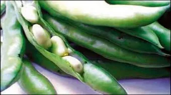 طريقة طبخ الفول الأخضر