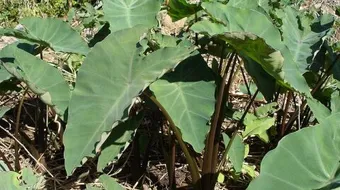 كيف يطبخ اللوف