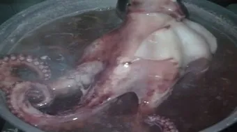 كيف يطبخ الأخطبوط