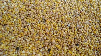 كيفية طبخ الكينوا