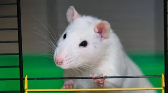 كيف تولد الهامستر