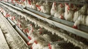 كيف تنشئ مزرعة دواجن