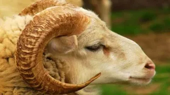 طريقة توزيع العقيقة