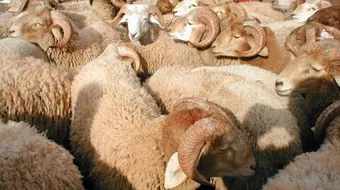 كيفية تقسيم أضحية العيد