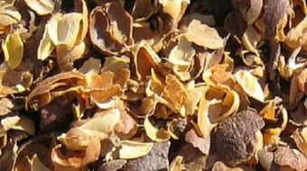 طريقة شرب قشر القهوة للتنحيف