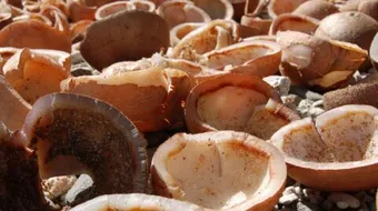 كيفية تجفيف جوز الهند