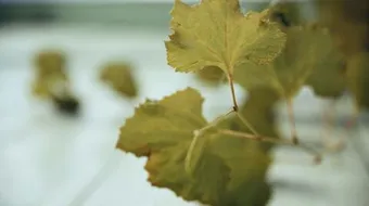 كيفية تجفيف ورق العنب