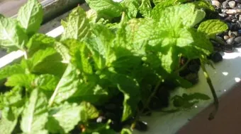 كيفية تجفيف النعناع