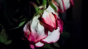 طريقة تجفيف الورد