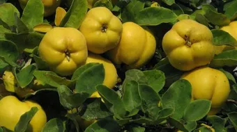 طريقة أكل السفرجل للحامل