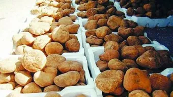 كيف يؤكل الفقع