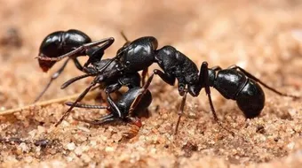 كيفية القضاء على النمل