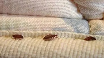 كيف تقضي على حشرة البق