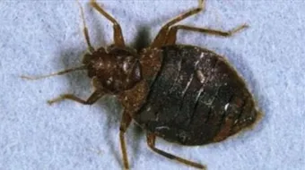 كيفية القضاء على حشرة البق