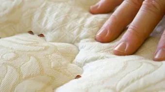 كيف نقضي على البق