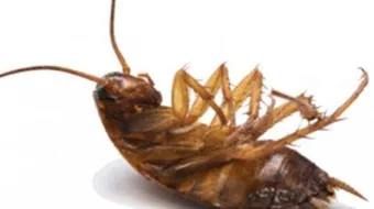 كيفية القضاء على الصراصير في المنزل