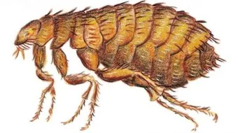 كيف نقضي على البراغيث فى المنزل