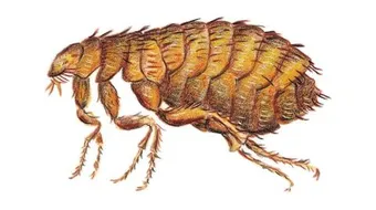 كيف تقضي على البراغيث