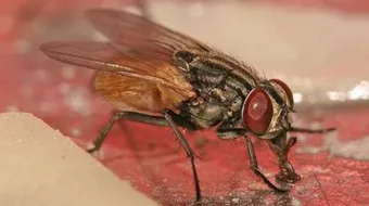 كيف نقضي على الذباب