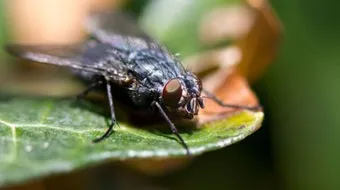 كيف تقضي على الذباب