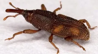 كيف تقضي على حشرة السوس