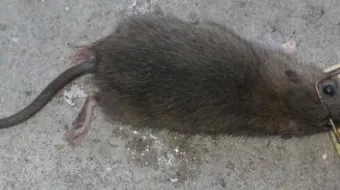 كيف نقضي على الجرذان