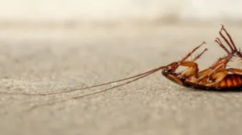 كيفية القضاء على الصراصير الصغيرة